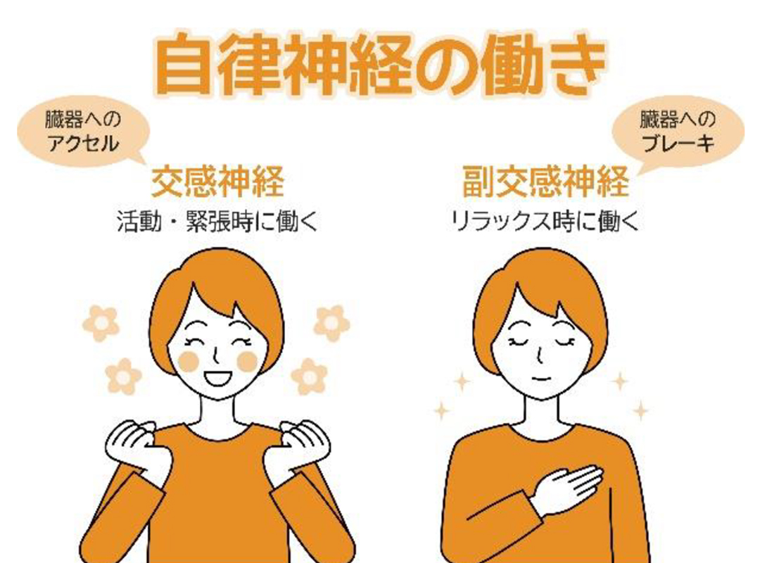 自律神経の働き
